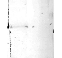 LUT1 | Beta-carotene hydroxylase in the group Antibodies Plant/Algal / Photosynthesis / Carotenoid metabolism at Agrisera AB (Antibodies for research) (AS15 3084)